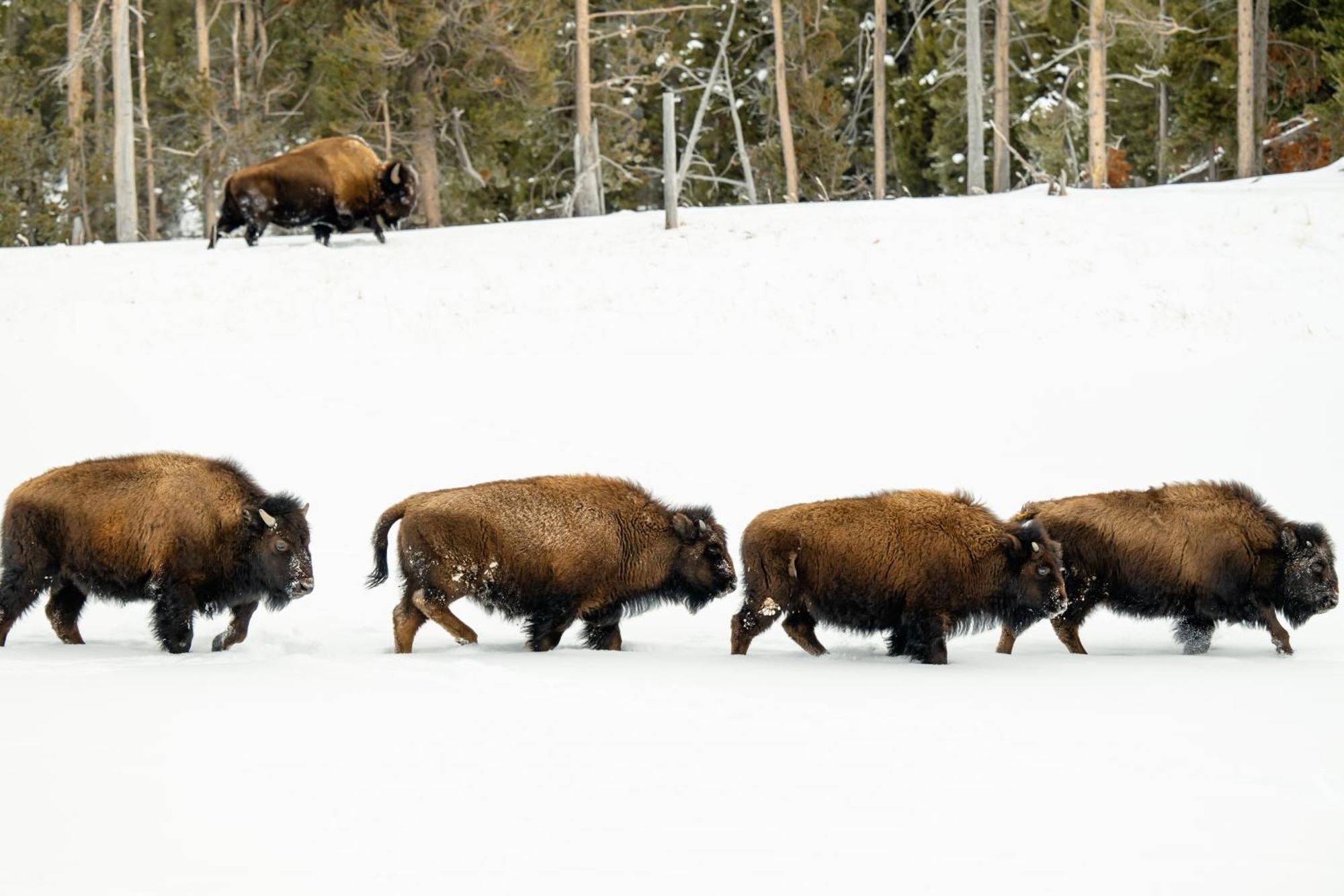 Explorer Cabins At Yellowstone West Yellowstone Exterior foto